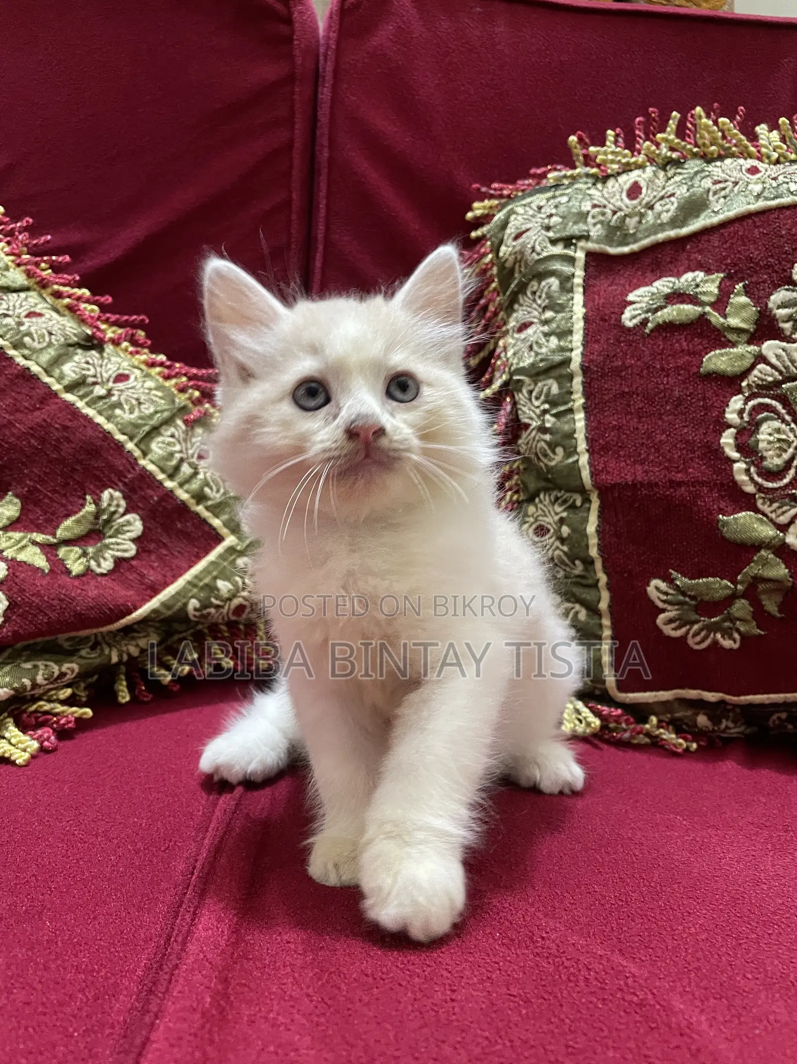 1-3 Months Male Purebred Persian