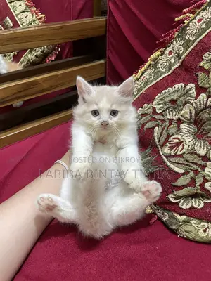1-3 Months Male Purebred Persian