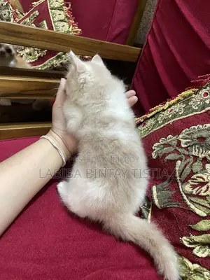 1-3 Months Male Purebred Persian