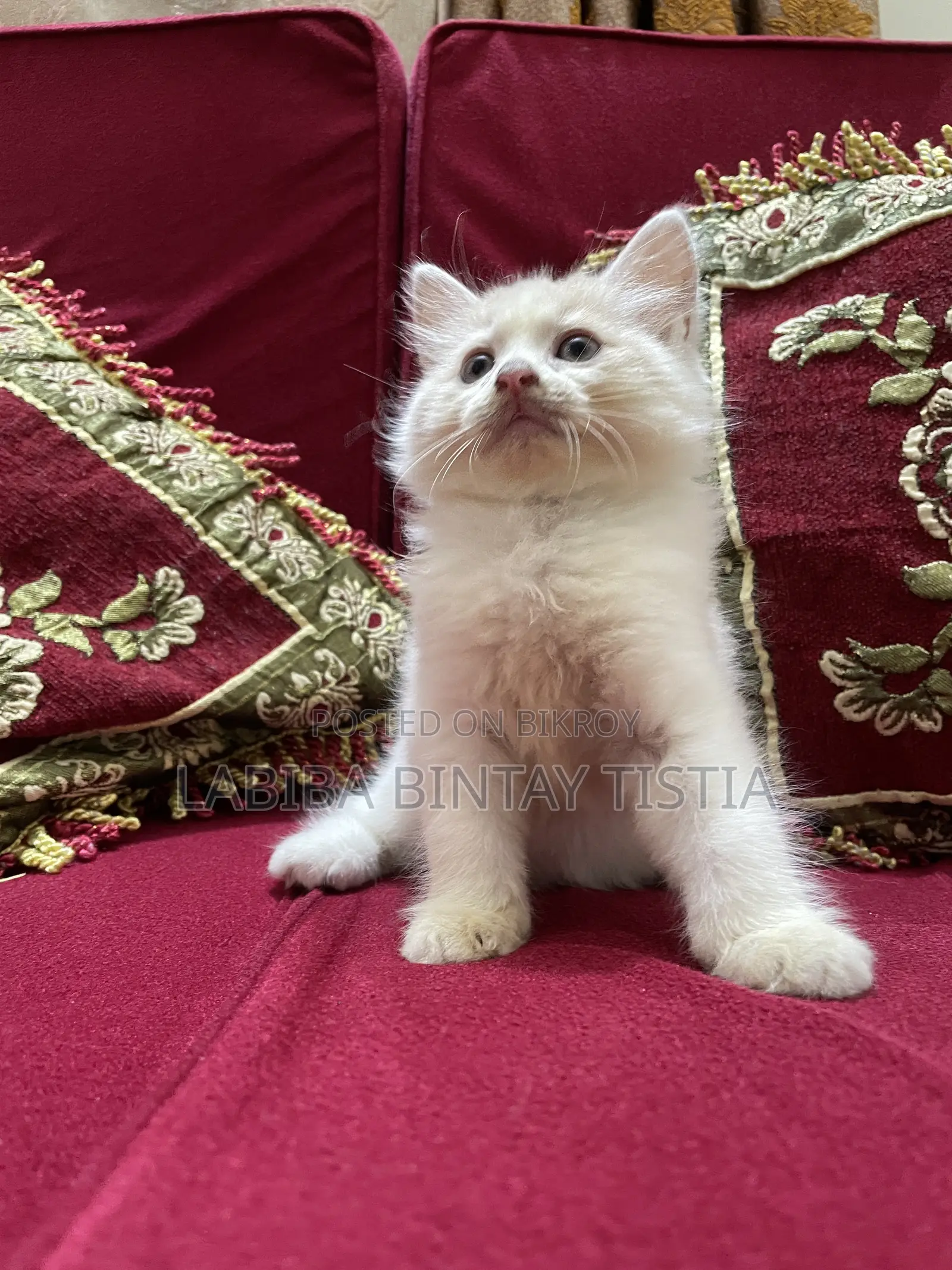 1-3 Months Male Purebred Persian