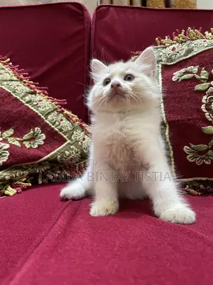 1-3 Months Male Purebred Persian