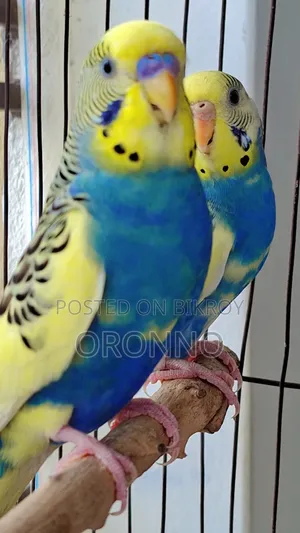 Running Pied Pair