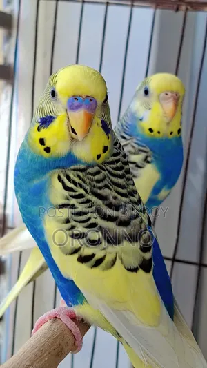 Running Pied Pair