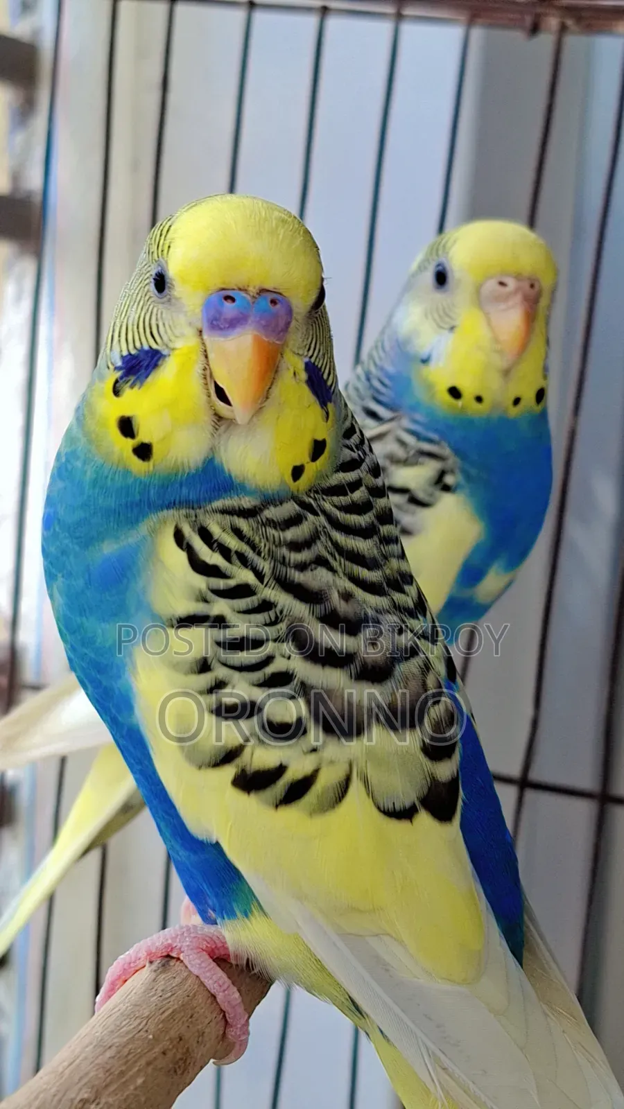 Running Pied Pair