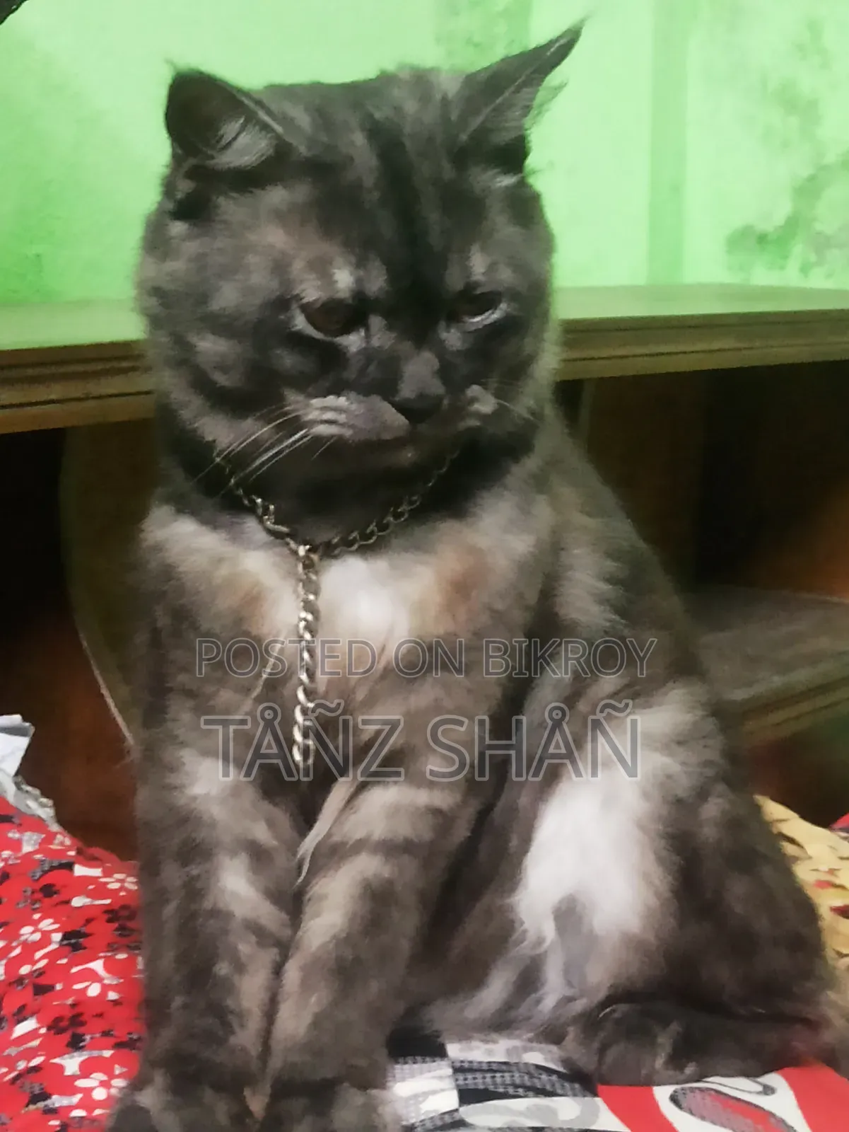 1+ Year Male Purebred Persian