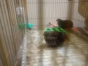 কিং কোয়েল