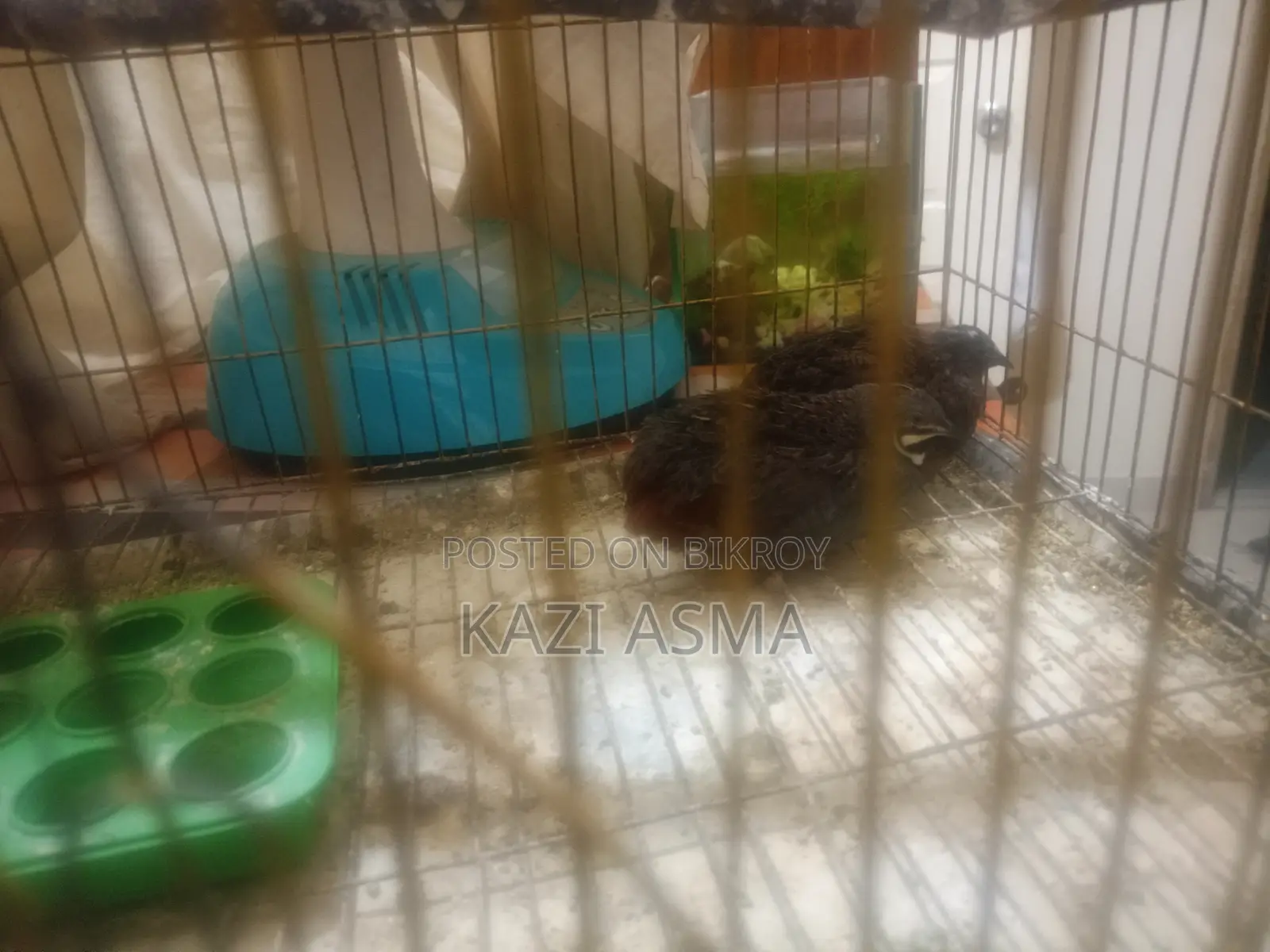 কিং কোয়েল