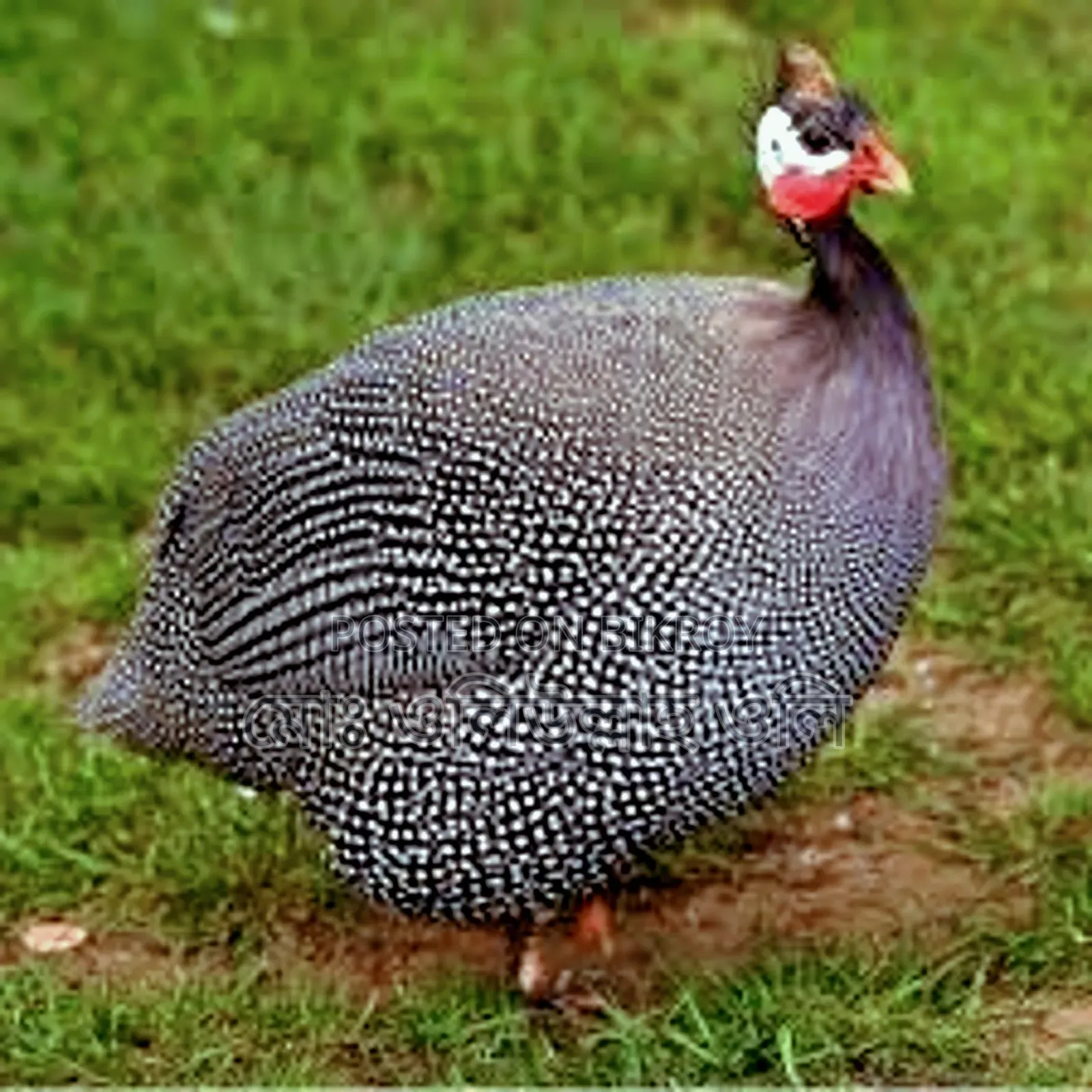 তিতির মুরগি বাচ্চা