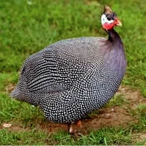তিতির মুরগি বাচ্চা
