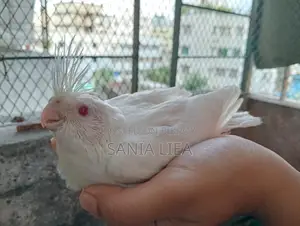 Albino Cocatail