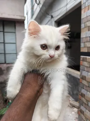 1-3 Months Female Purebred Persian