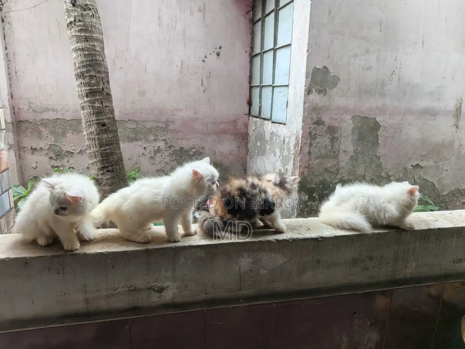 1-3 Months Female Purebred Persian