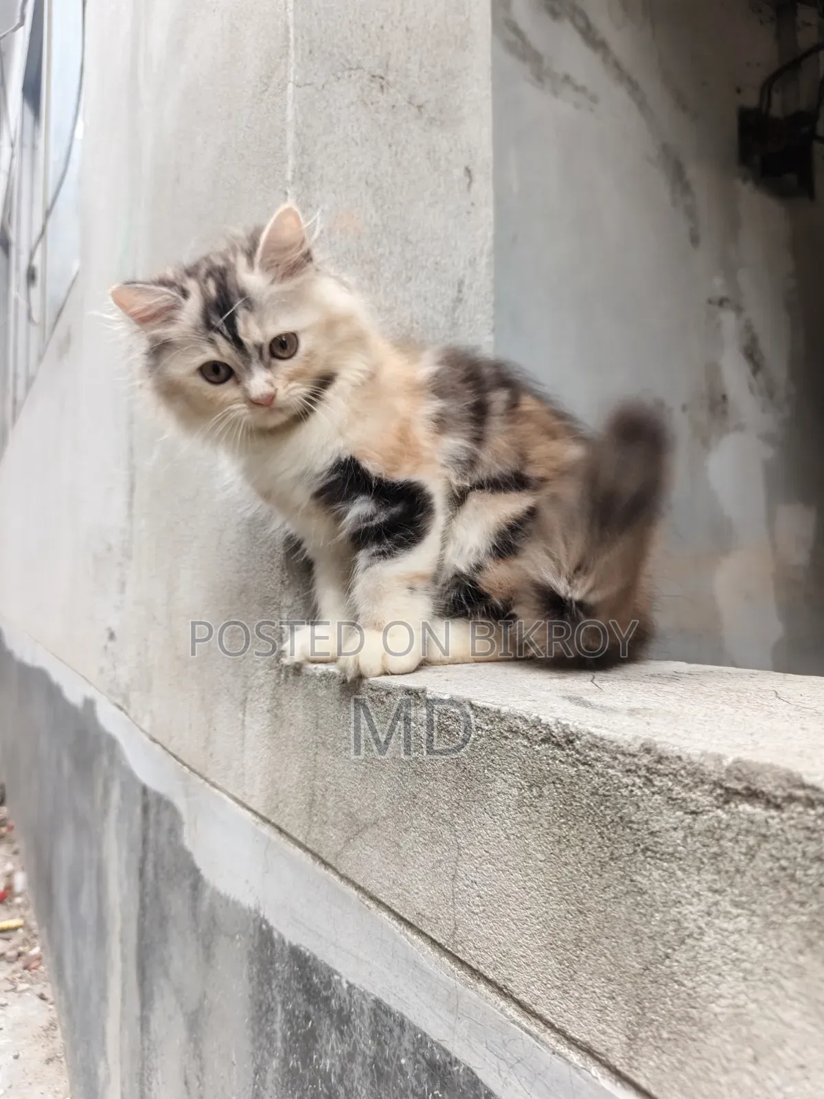 1-3 Months Female Purebred Persian