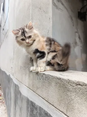 1-3 Months Female Purebred Persian