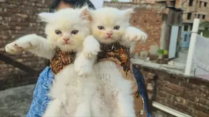 1-3 Months Female Purebred Persian