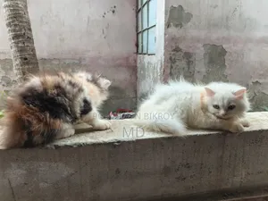 1-3 Months Female Purebred Persian