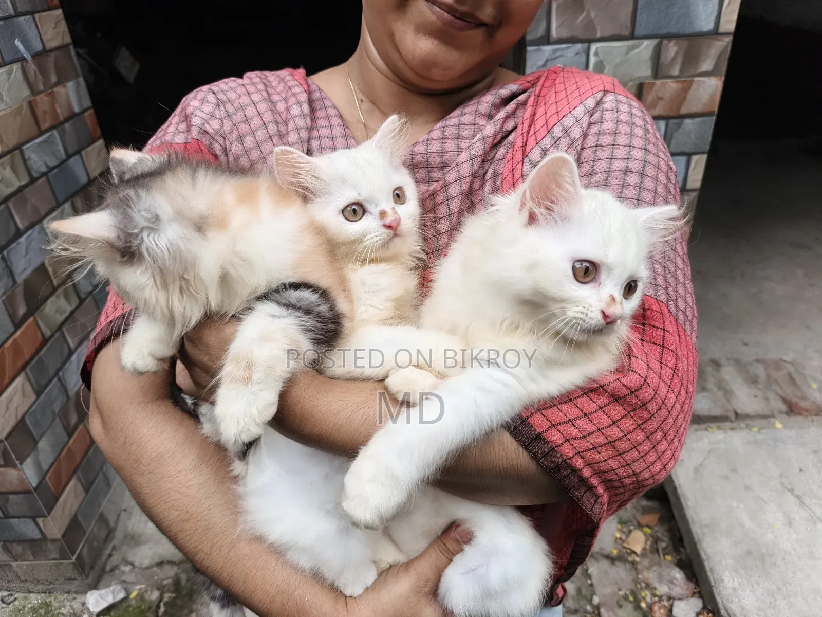 1-3 Months Female Purebred Persian
