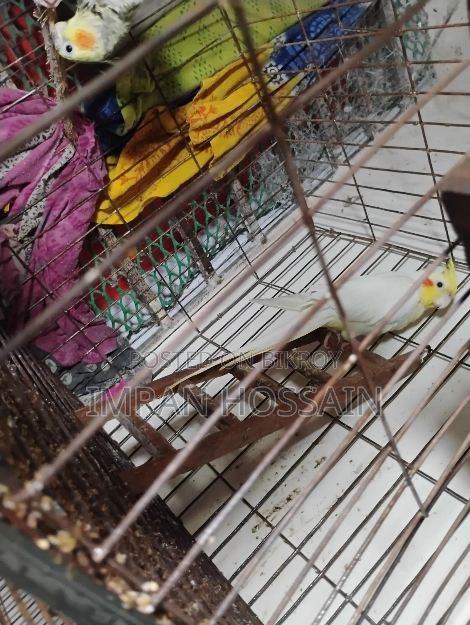 Cockatiel Bird