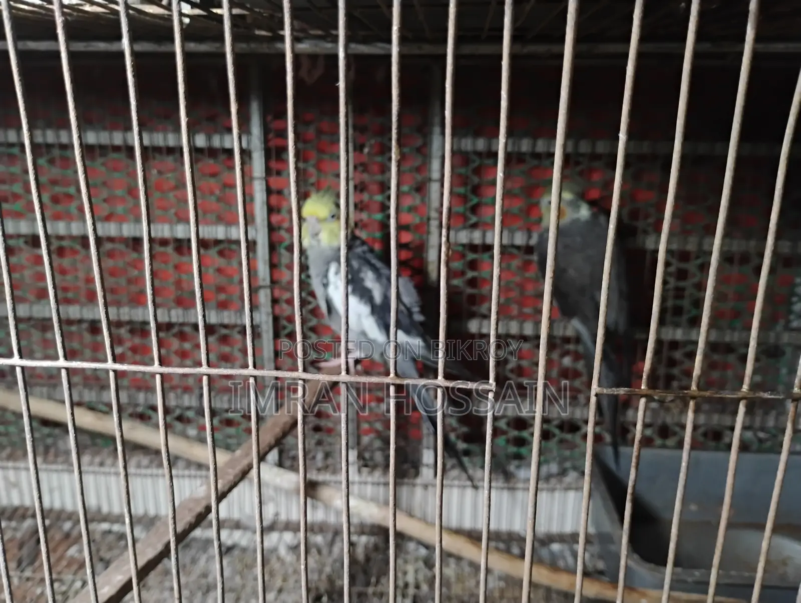 Cockatiel Bird