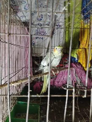 Cockatiel Bird