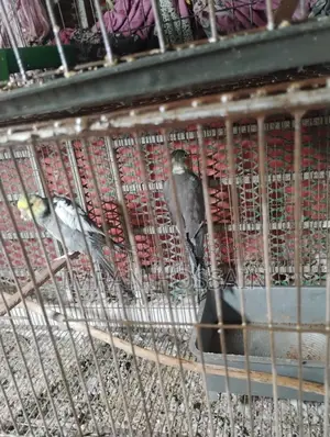 Cockatiel Bird