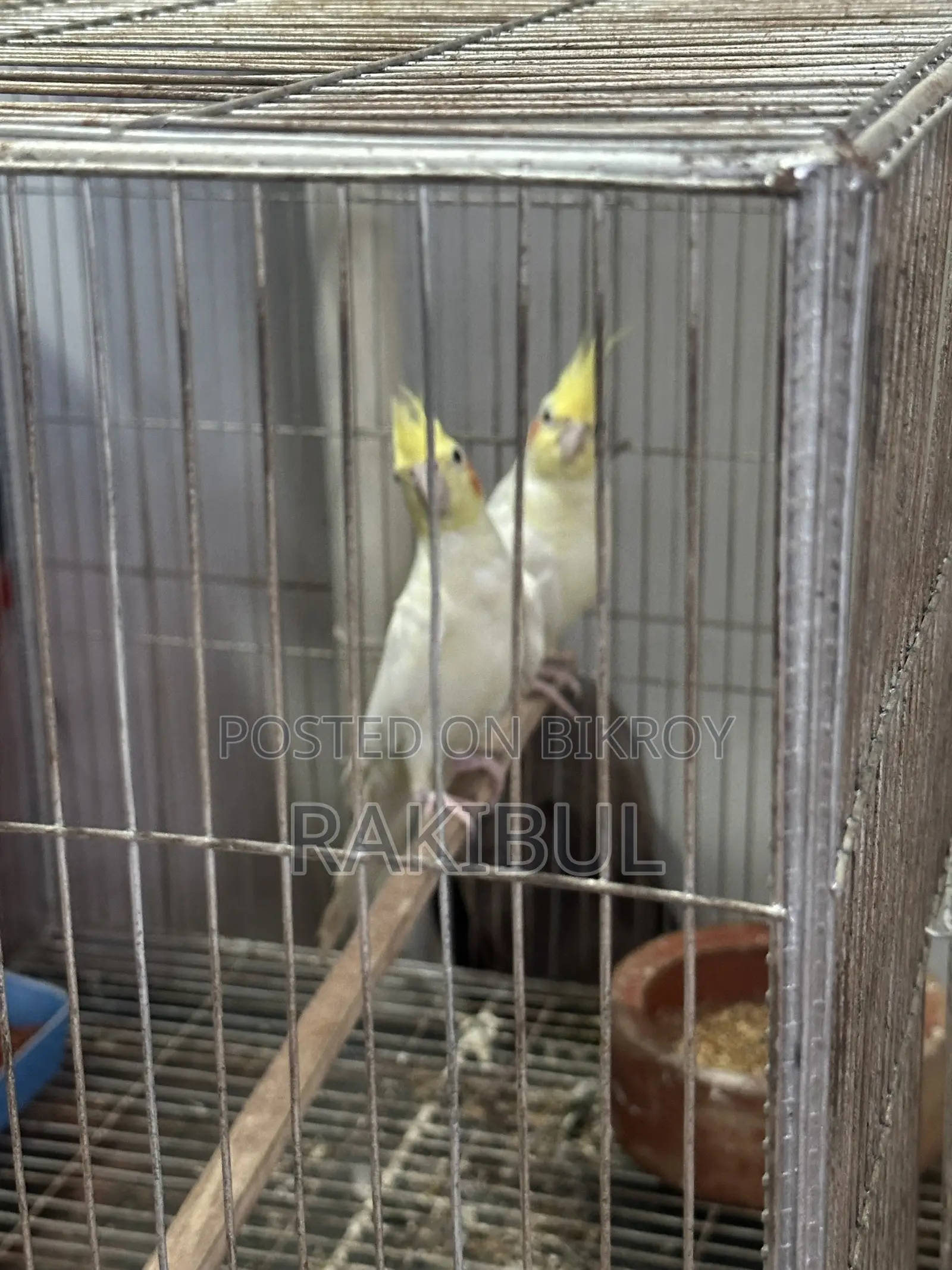 Lutino Cocktail Pair