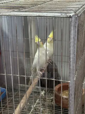 Lutino Cocktail Pair