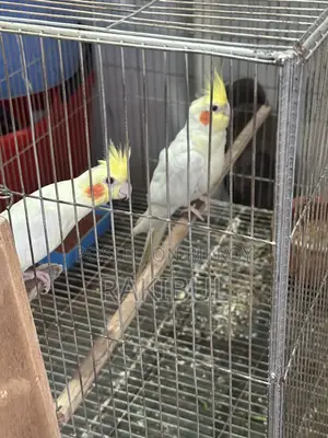 Lutino Cocktail Pair