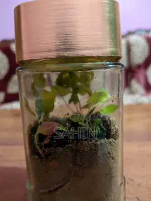 হাতে তৈরি প্রাকৃতিক মিনি টেরেরিয়াম।