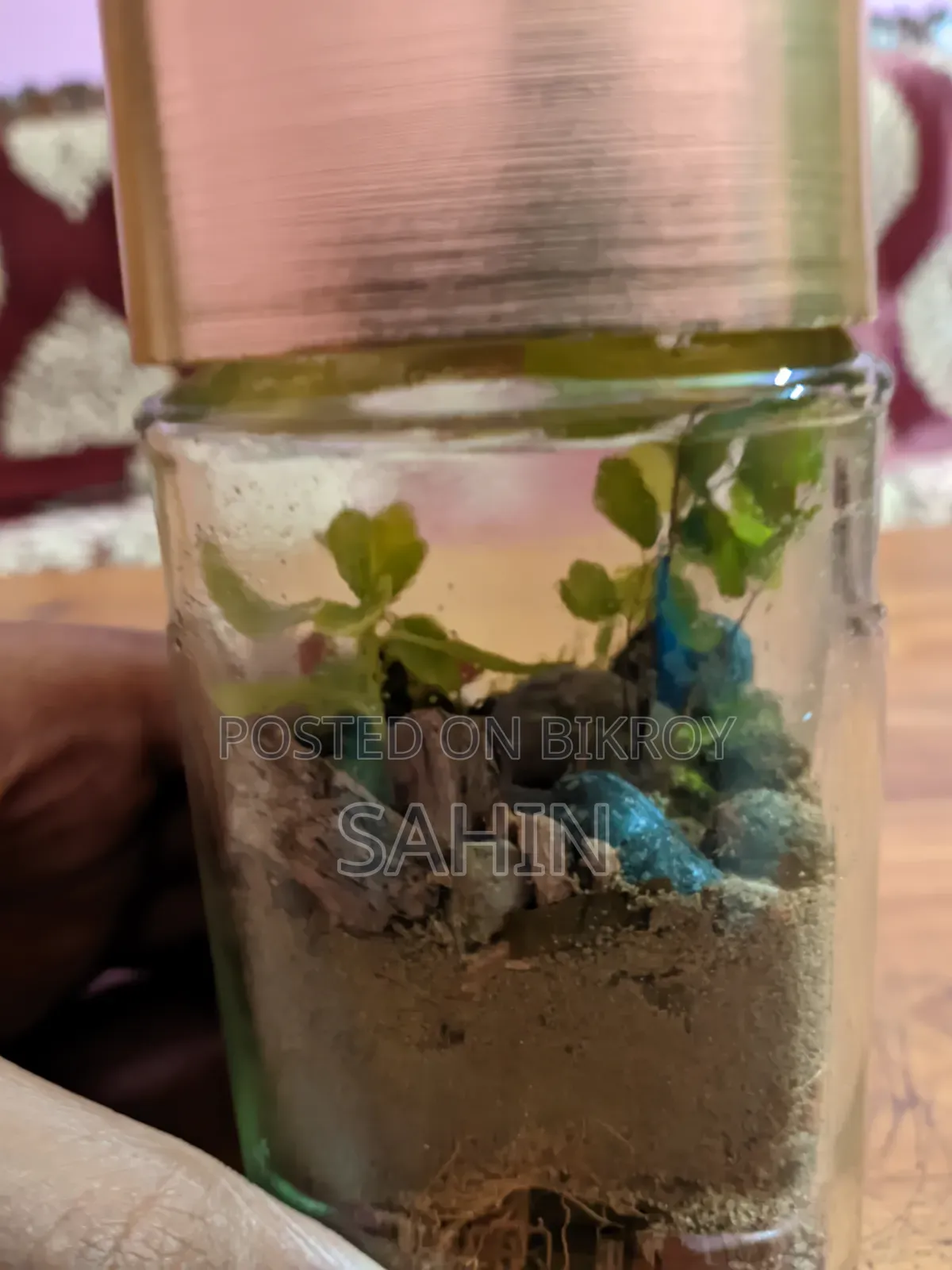 হাতে তৈরি প্রাকৃতিক মিনি টেরেরিয়াম।