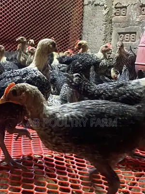 Fayoumi Egyptian Chicken