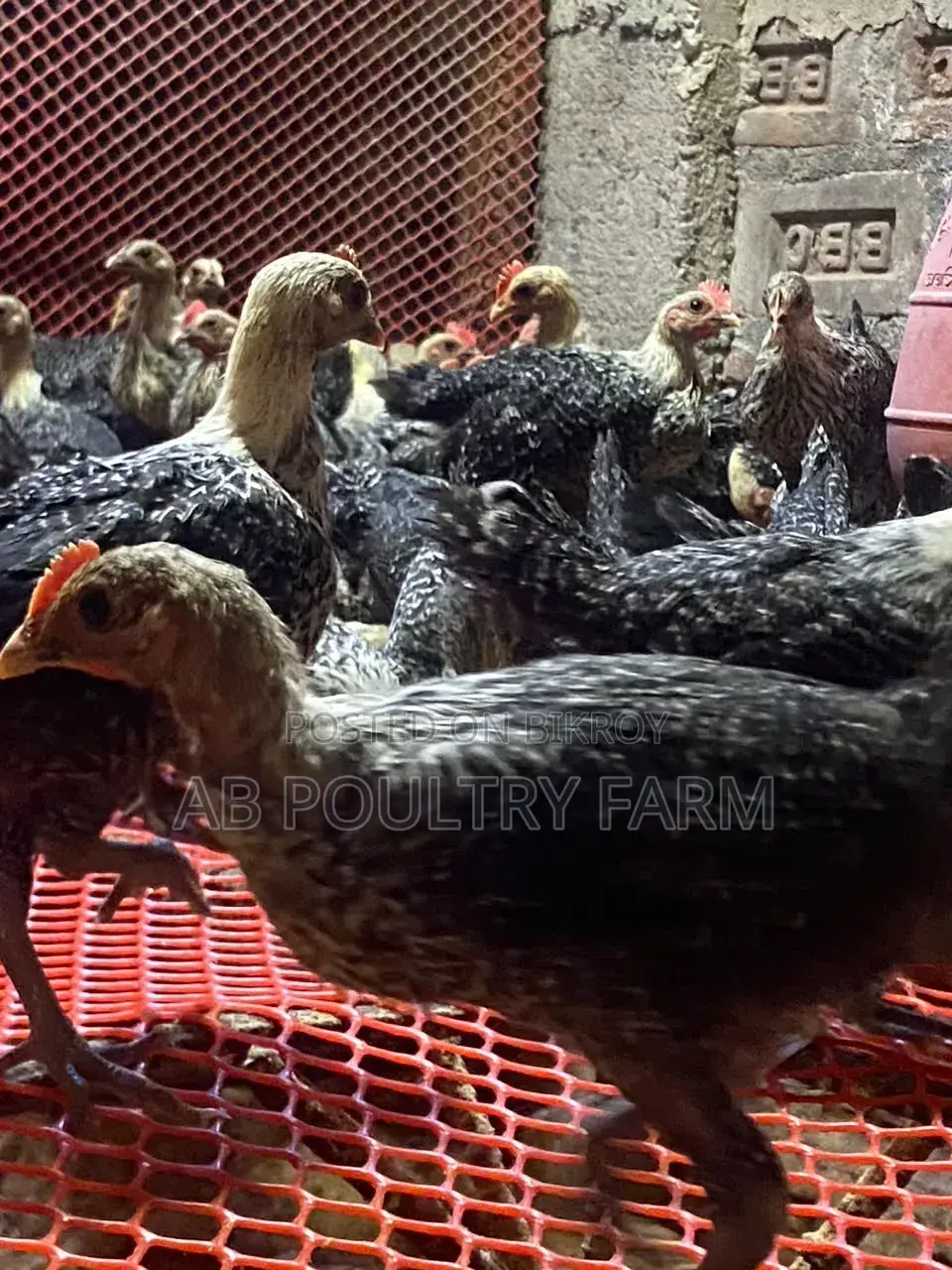 Fayoumi Egyptian Chicken