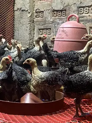 Fayoumi Egyptian Chicken