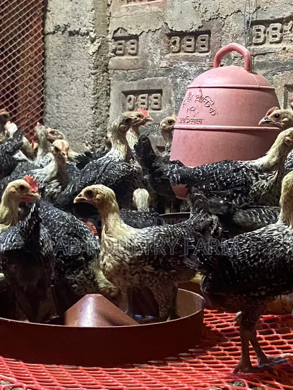 Fayoumi Egyptian Chicken