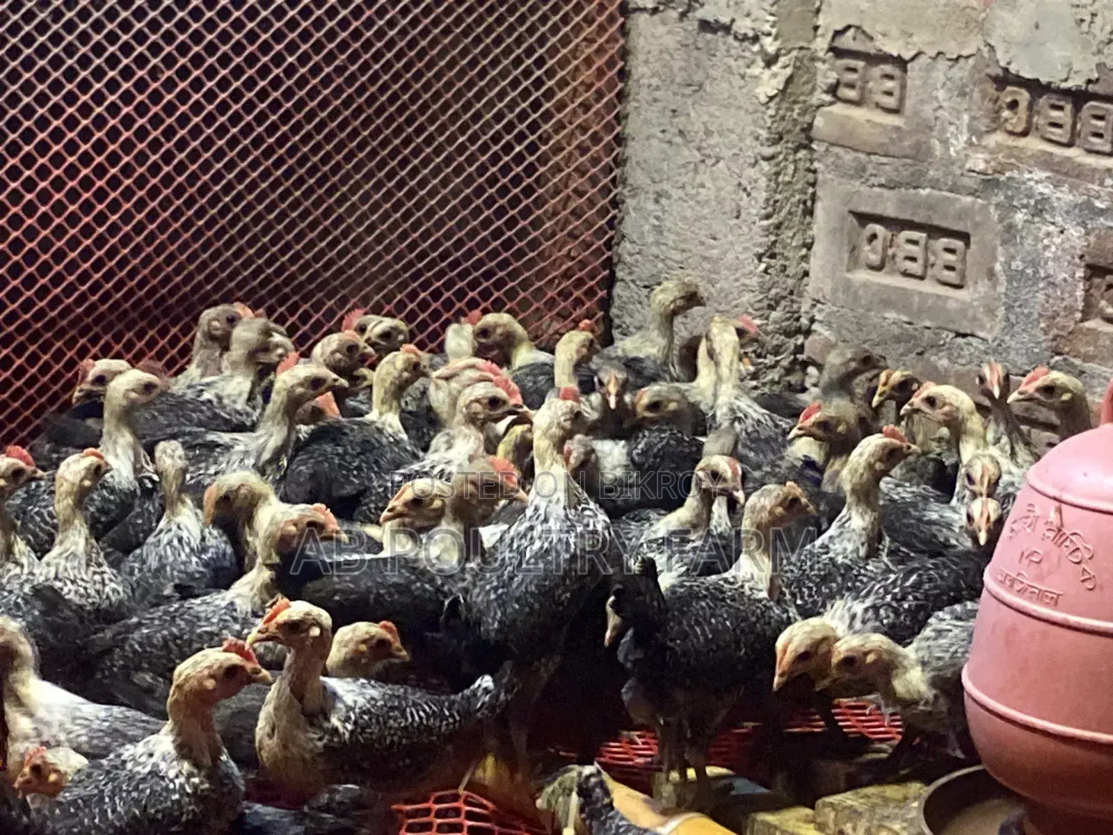 Fayoumi Egyptian Chicken