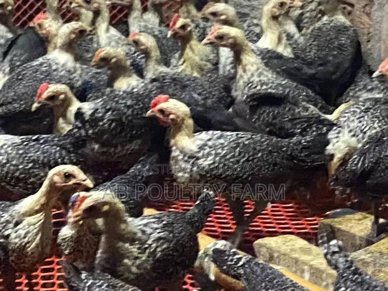 Fayoumi Egyptian Chicken