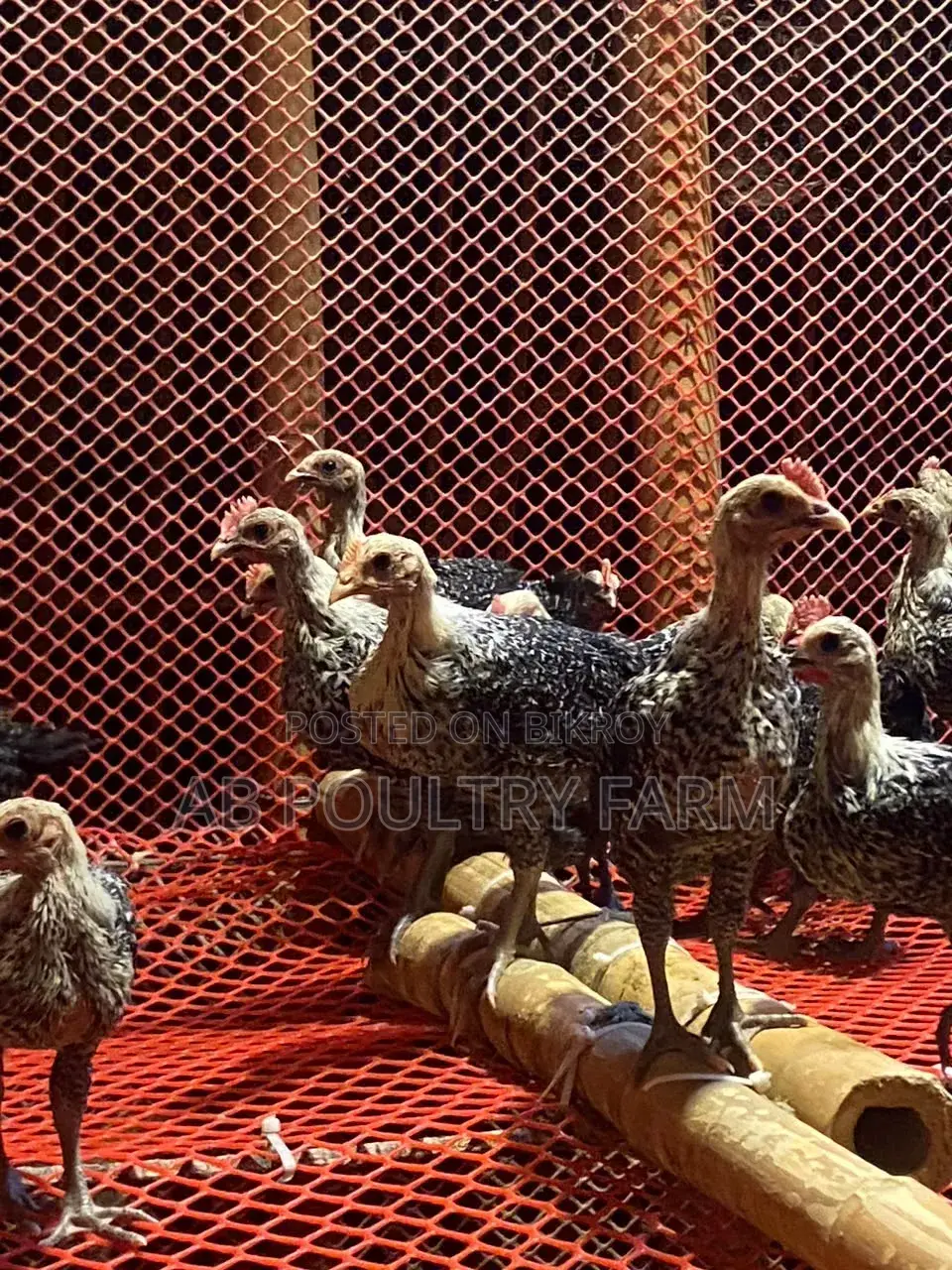 Fayoumi Egyptian Chicken
