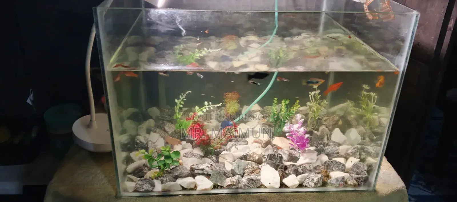 Aquarium With Fish