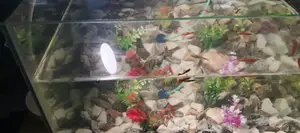 Aquarium With Fish