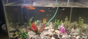 Aquarium With Fish
