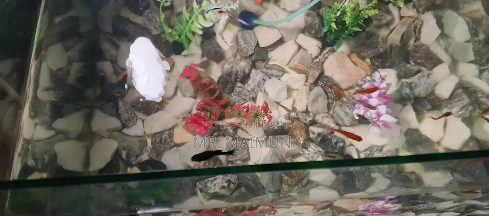 Aquarium With Fish