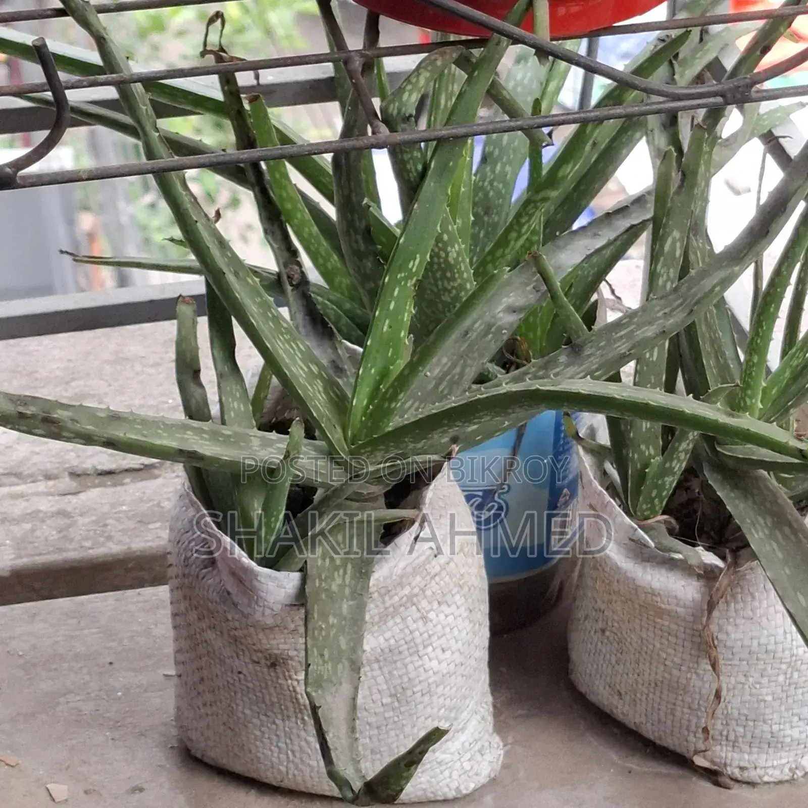 Aloe Vera Plant