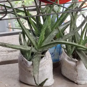 এলোভেরার চারা