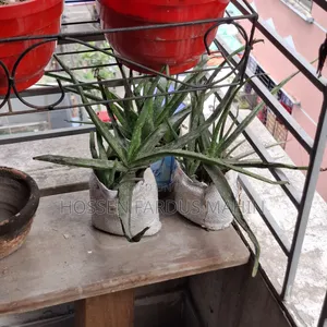 Aloe Vera Plant