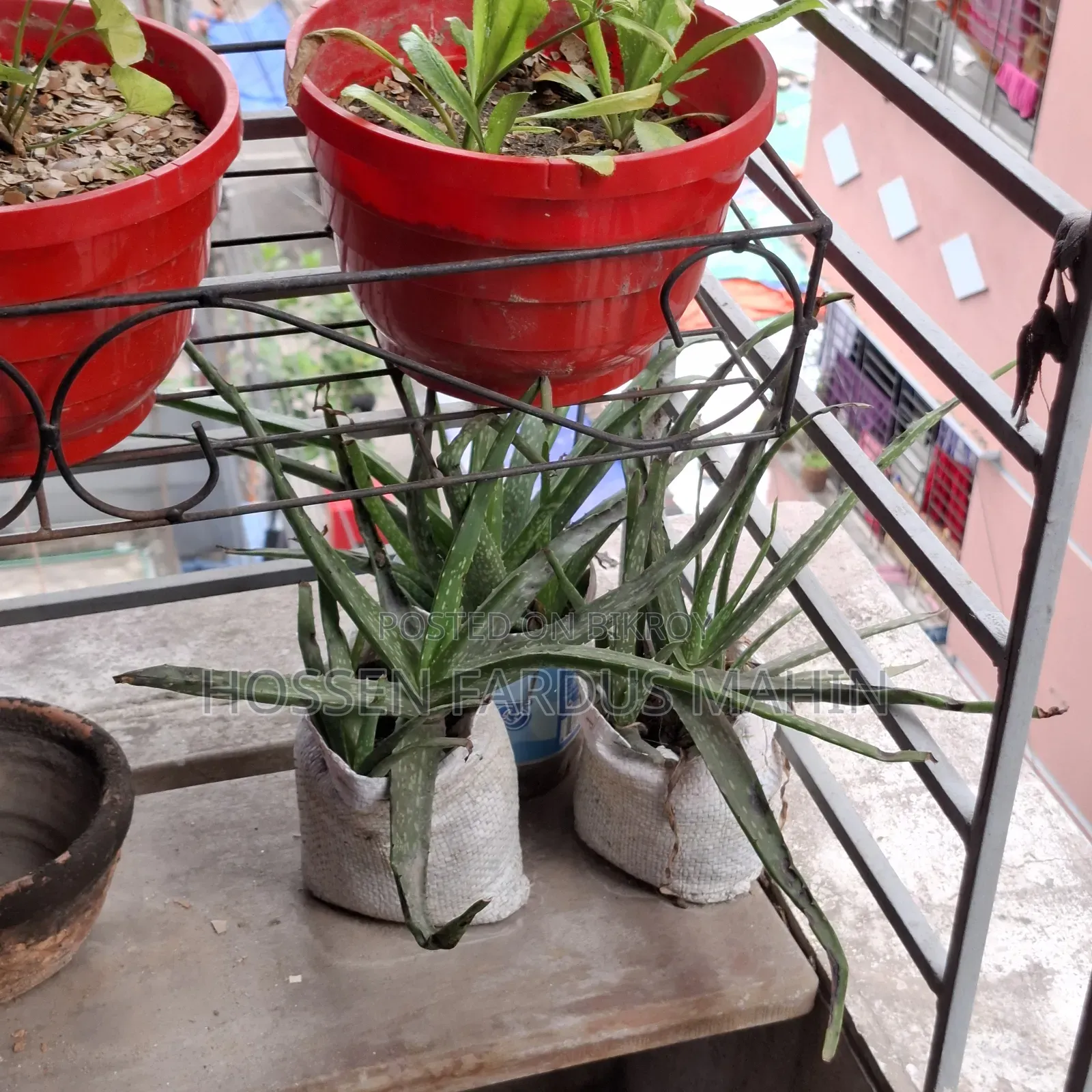 Aloe Vera Plant