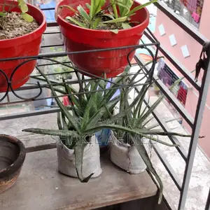 Aloe Vera Plant
