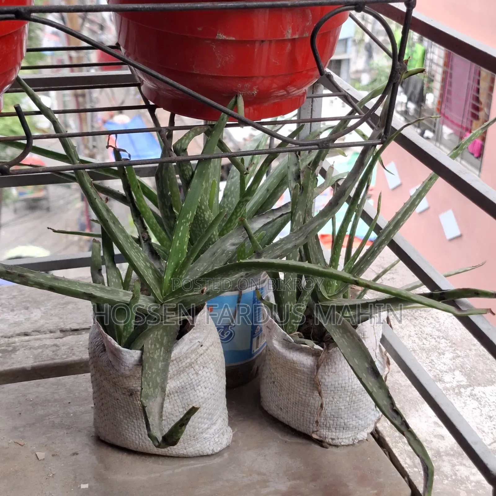 Aloe Vera Plant