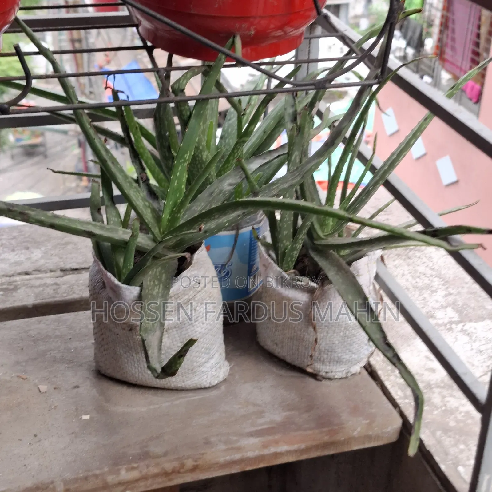 Aloe Vera Plant