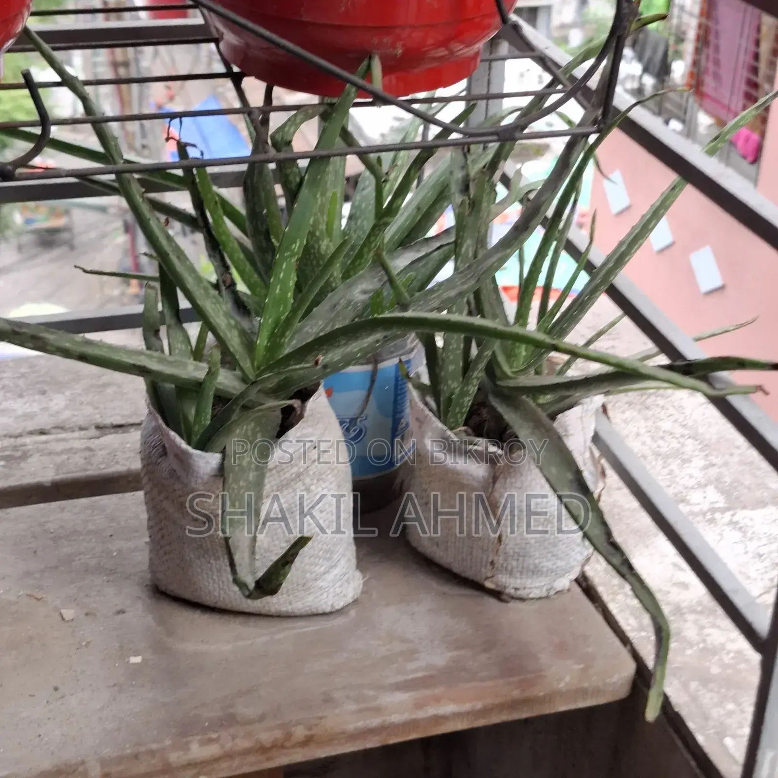 Aloe Vera Plant