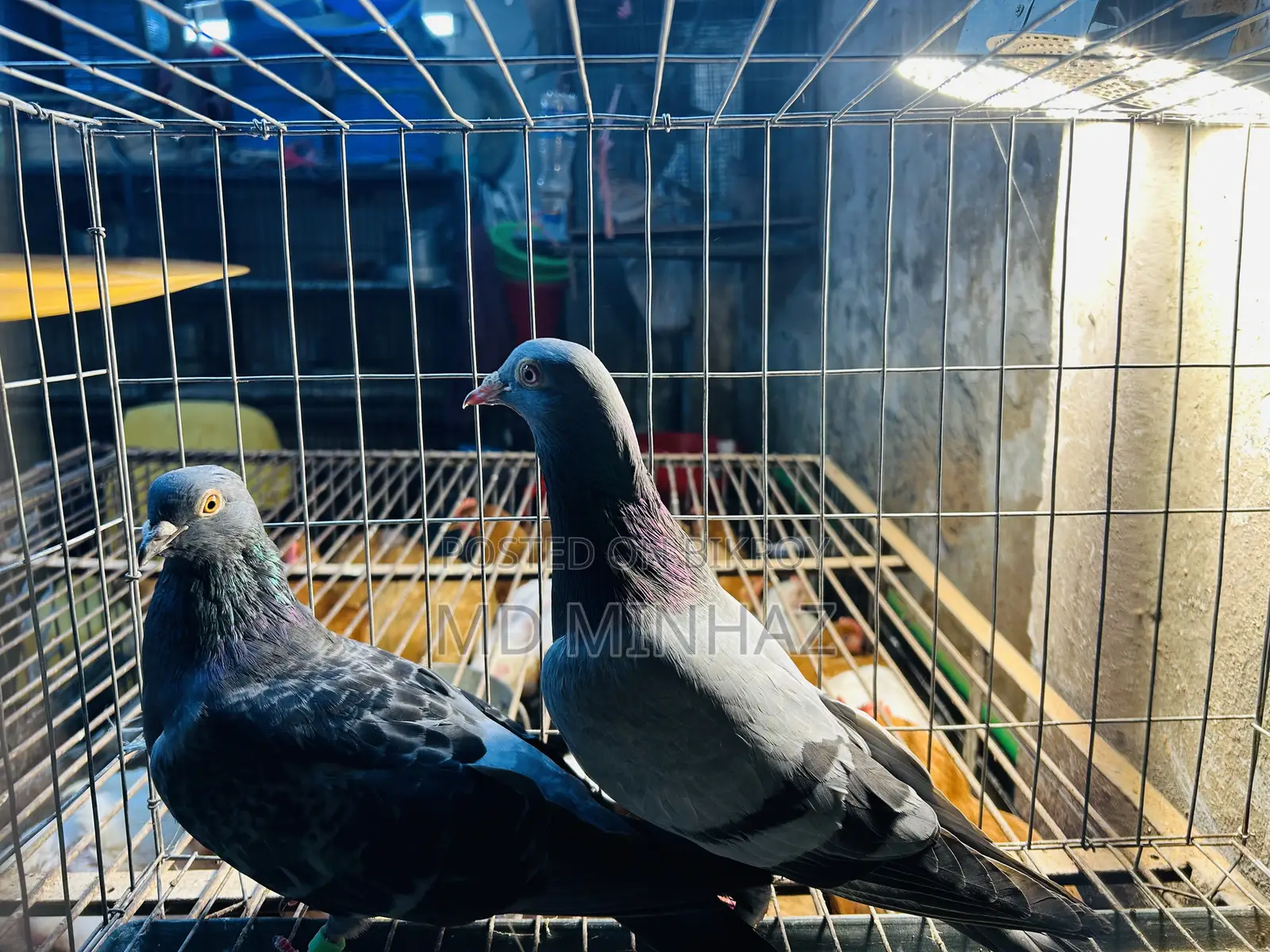 Pigeon (400 per piece)